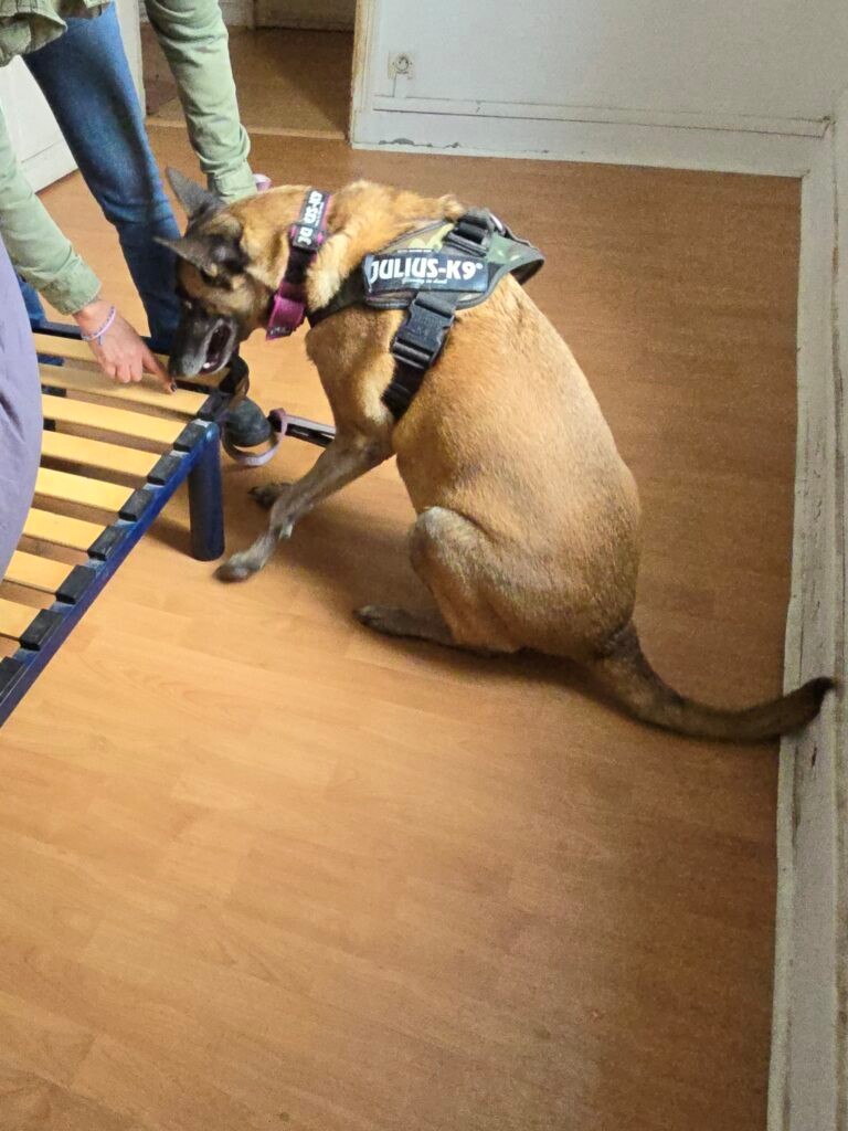 Galerie d'Images Dog Expertise Nuisible