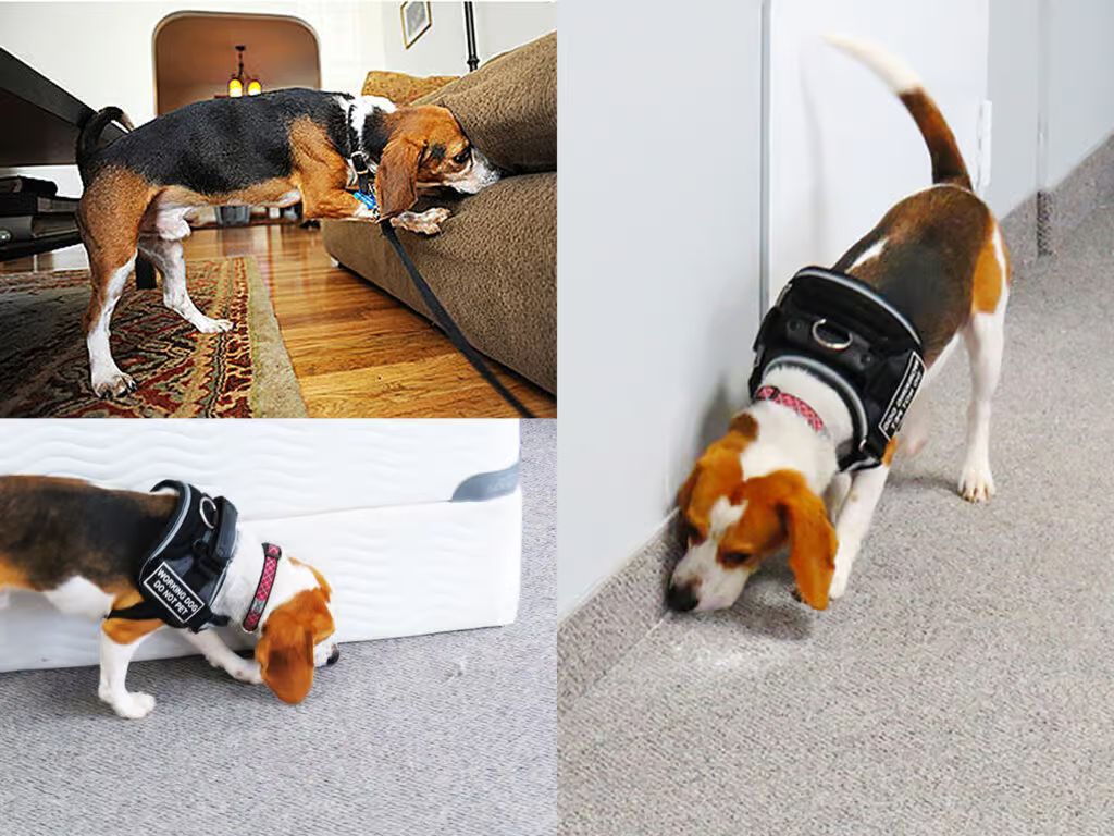 Galerie d'Images Dog Expertise Nuisible
