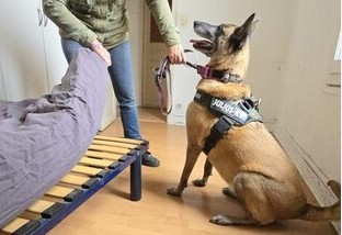 Chien détecteur de punaises de lit en action