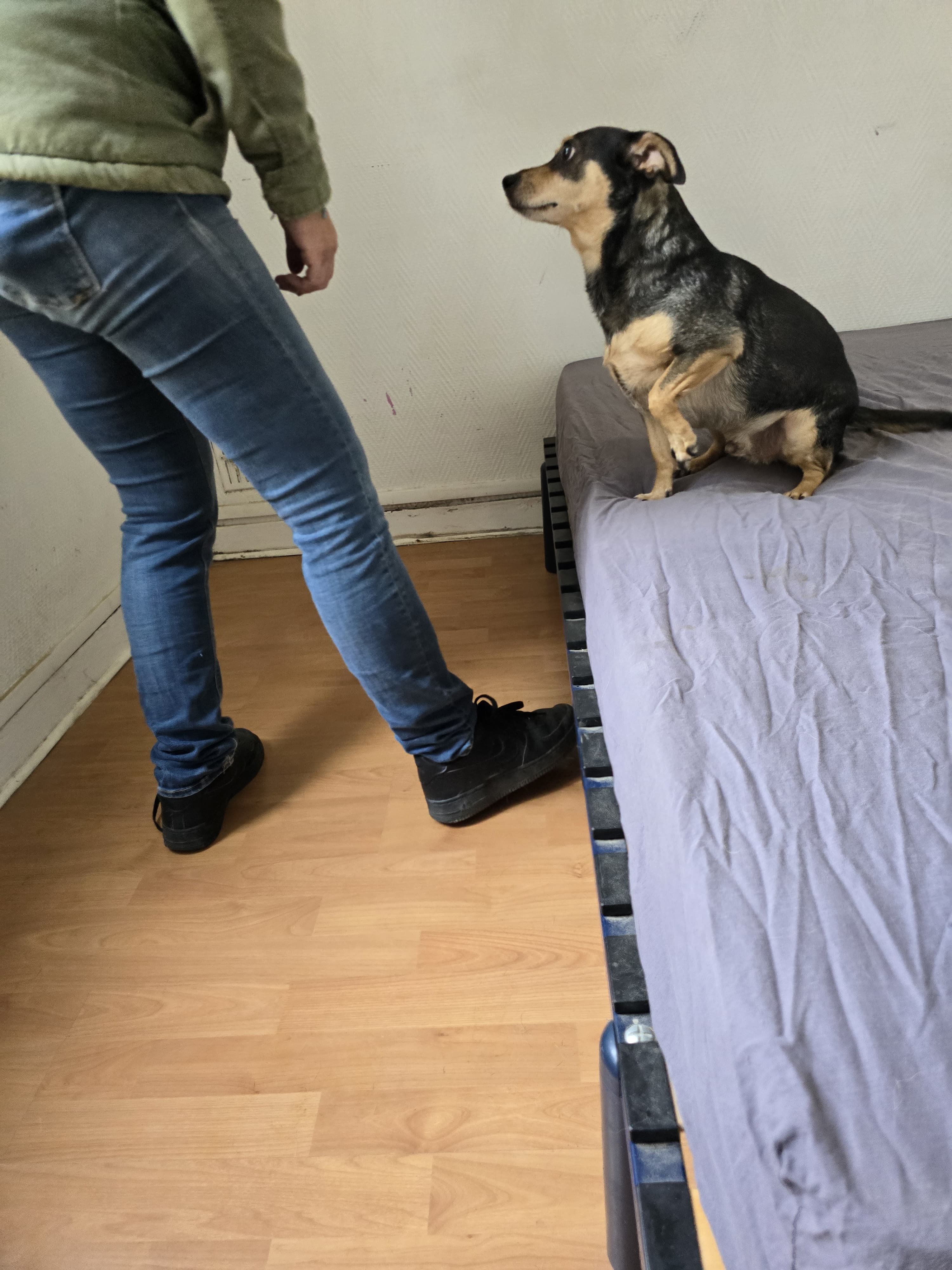 Chien détecteur de punaises de lit lors d'une inspection