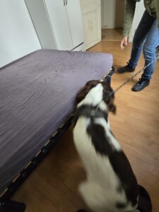 Chien expert détection