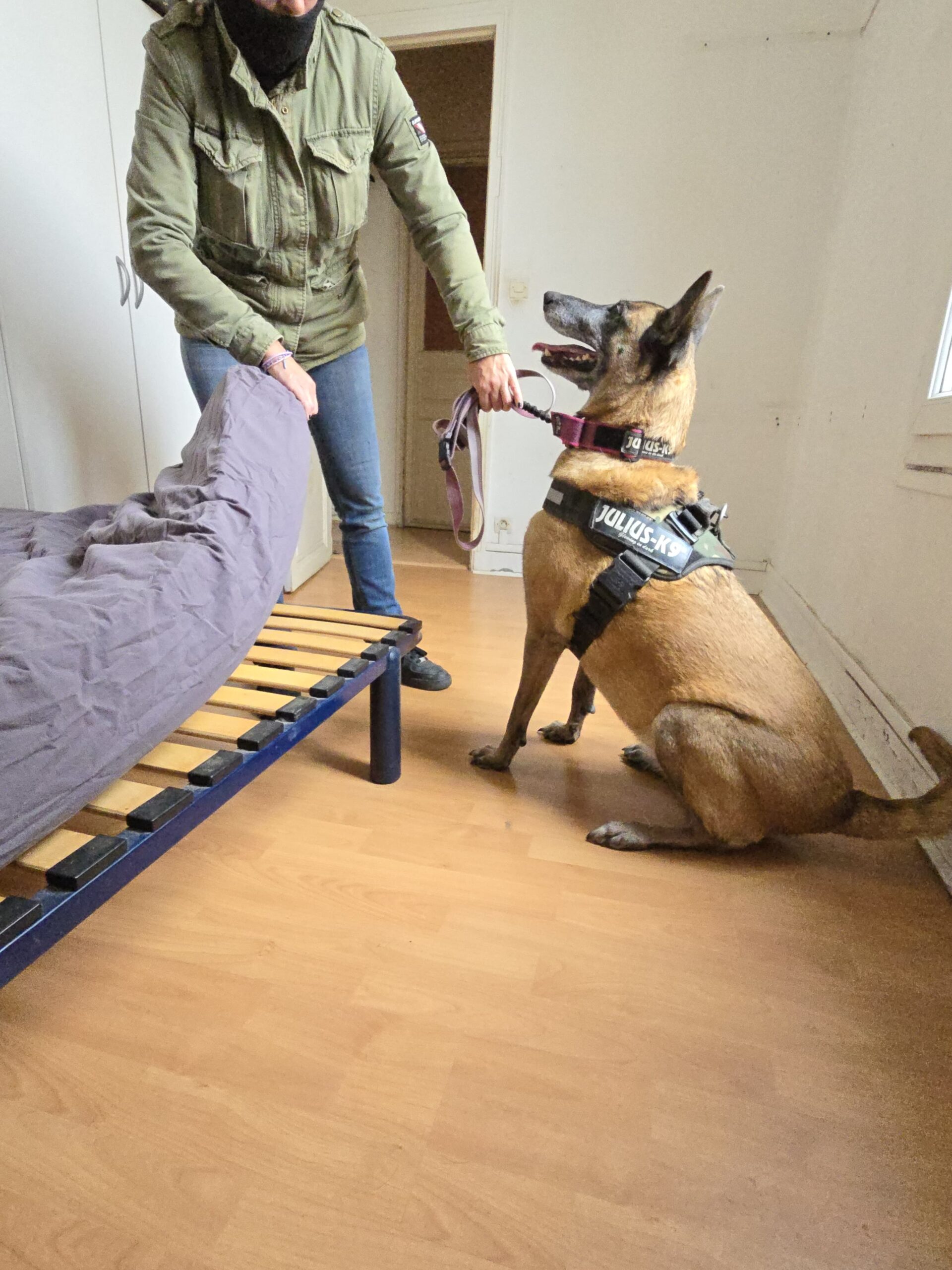 Chien détecteur de nuisibles à Paris