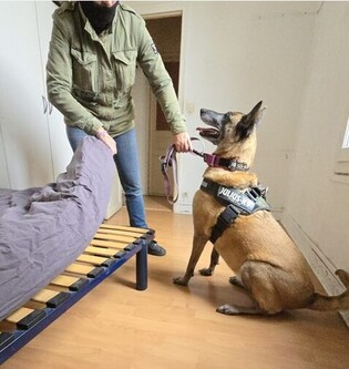 Chien détecteur nuisibles Yvelines