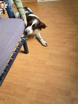 Inspection canine anti-nuisibles 78