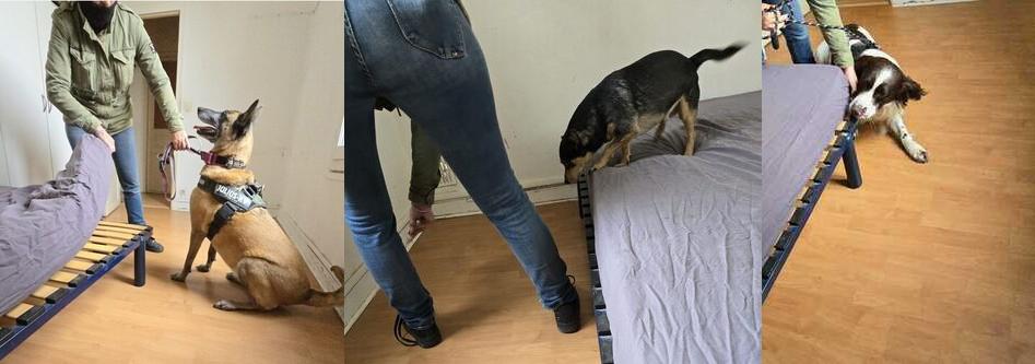 Dog Expertise Nuisible